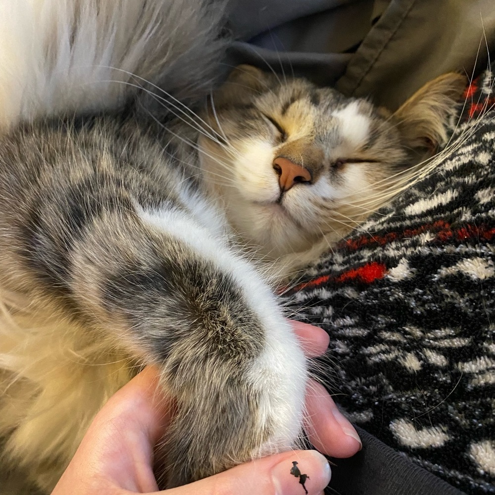 Meet your Artist, Kitty